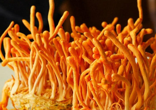 Cordyceps militaris: el hongo de la energía