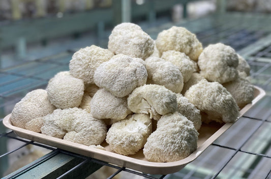 Hongo Melena de León (Hericium erinaceus): todo lo que necesitas saber