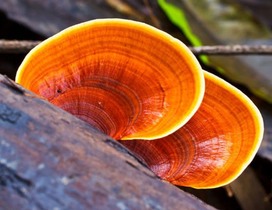 Reishi: el “hongo de la inmortalidad” y sus secretos