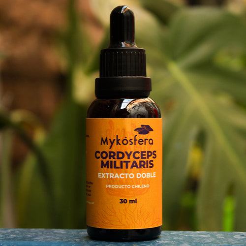 Cordyceps militaris – Extracto