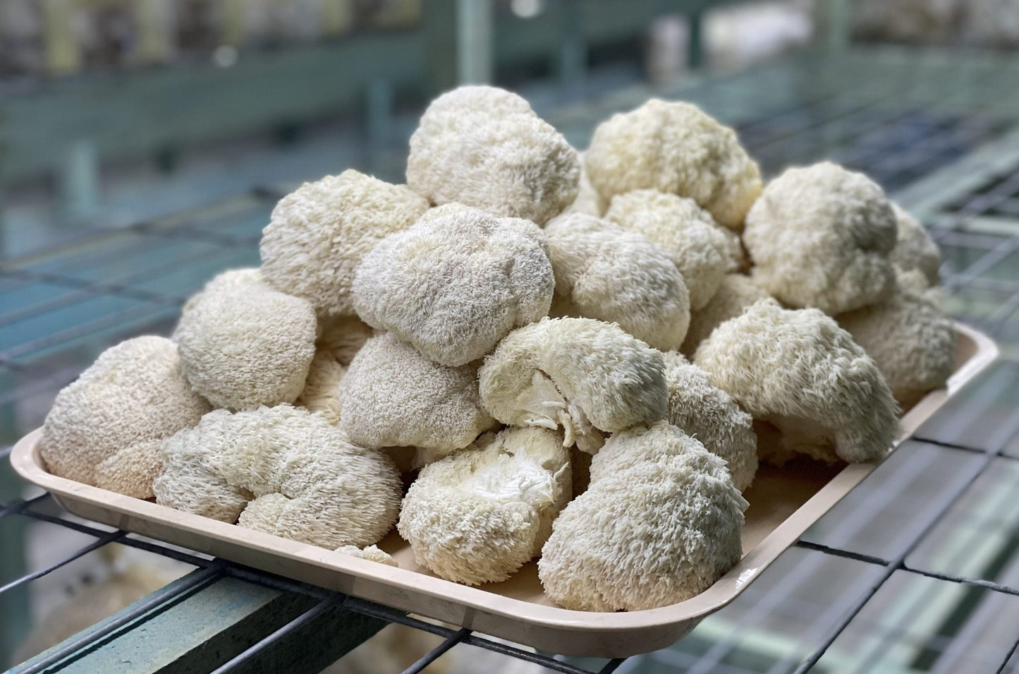 Melena de León (Hericium erinaceus) fresco