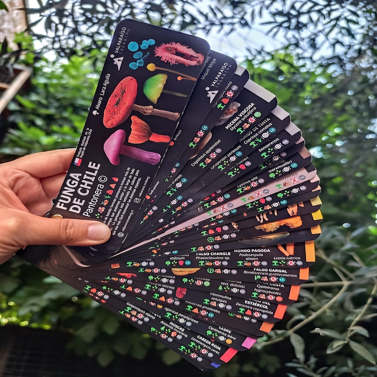 Pantonera Funga de Chile - Valparaíso Trekking