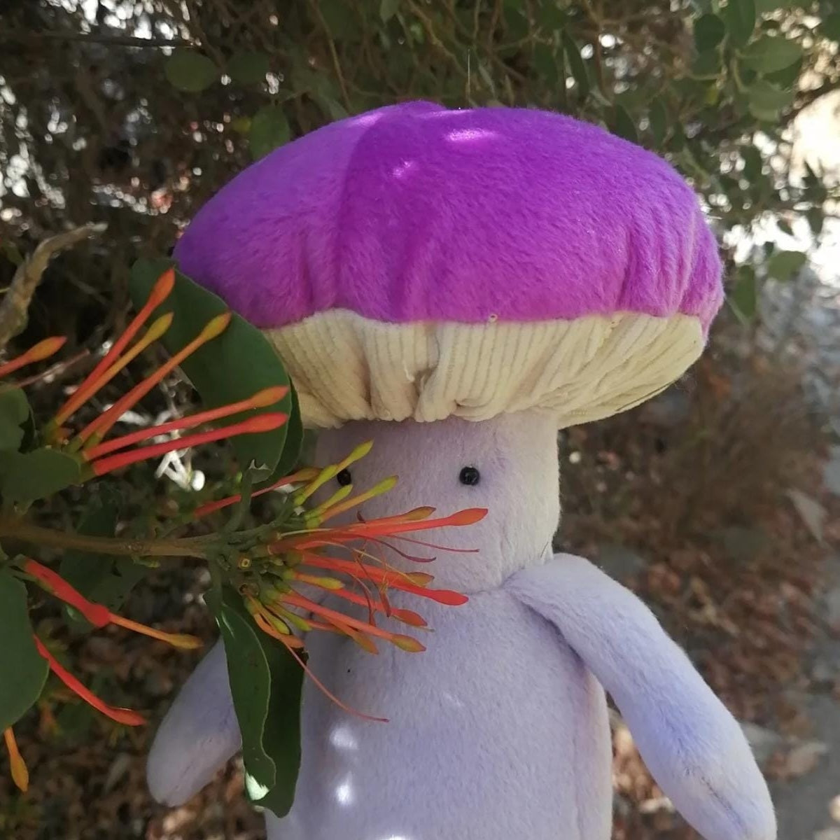 Peluche Cortinarius