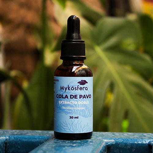 Cola de Pavo (Trametes versicolor) – Extracto
