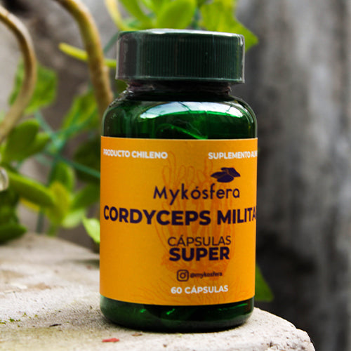Cordyceps militaris – Super Cápsulas 500mg