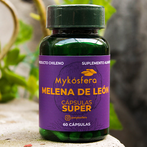 Melena de León (Hericium erinaceus) – Super Cápsulas 500mg