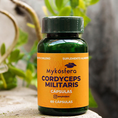 Cordyceps militaris – Cápsulas
