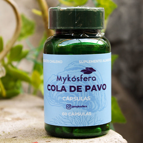 Cola de Pavo (Trametes versicolor) – Cápsulas