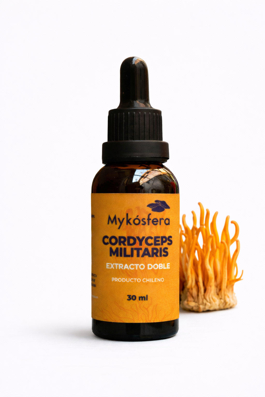 Cordyceps militaris – Extracto