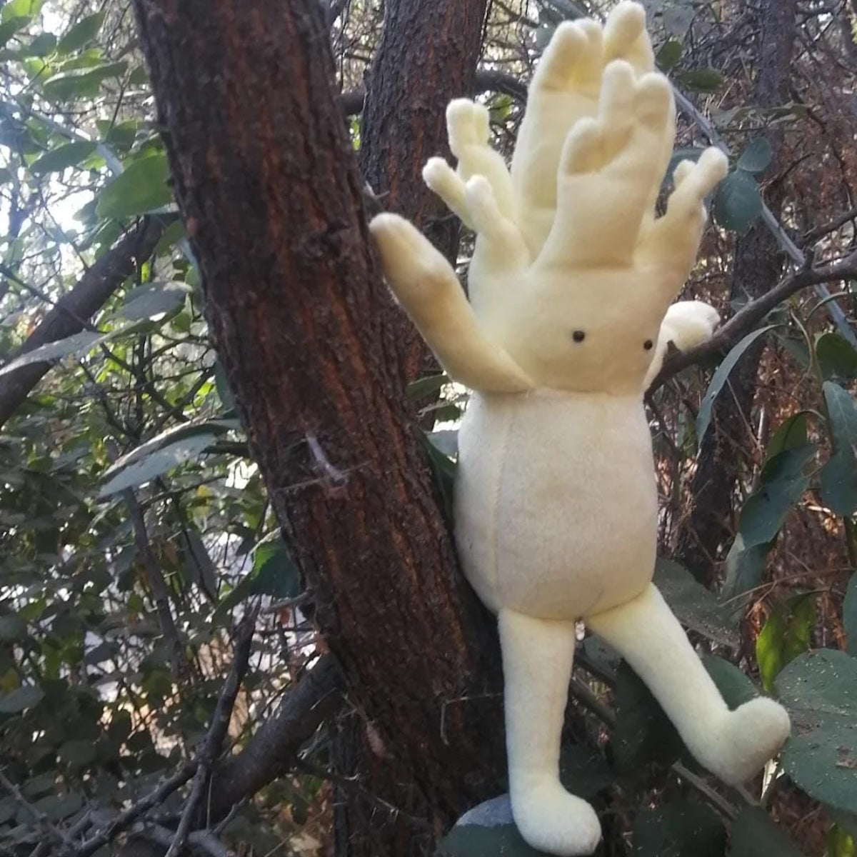 Peluche Changle – Mykósfera